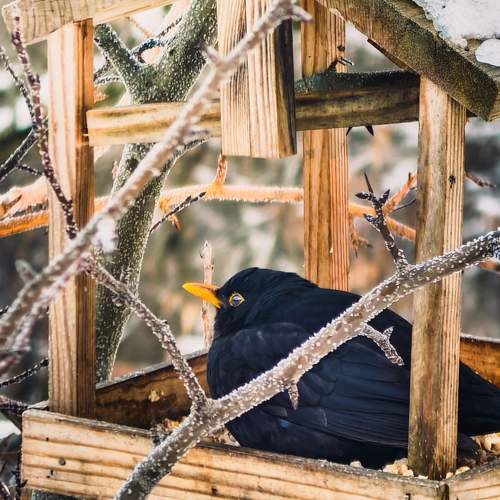 Photo #13689011