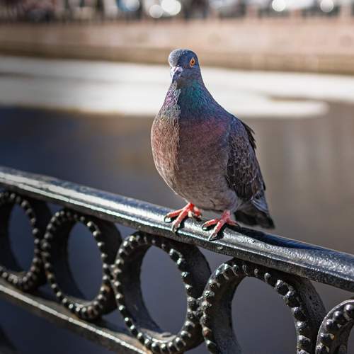 Photo #13689047