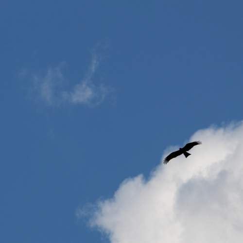 Photo #13689212