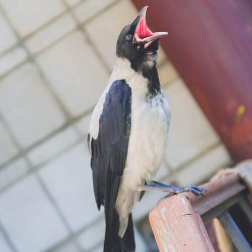 Photo #13689241