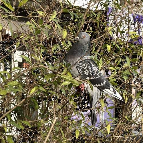 Photo #13689246
