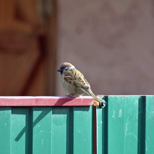 Photo #13689314