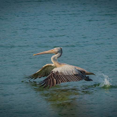Photo #13689317