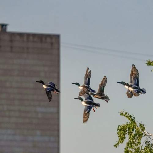 Photo #13689342
