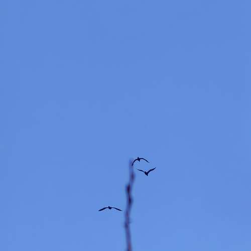 Photo #13689362