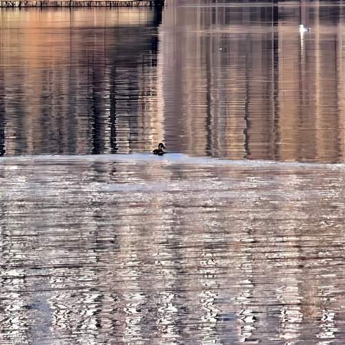 Photo #13689386
