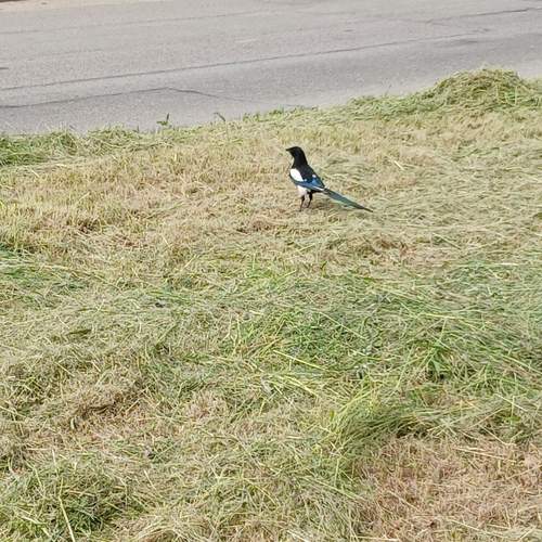 Photo #13689453
