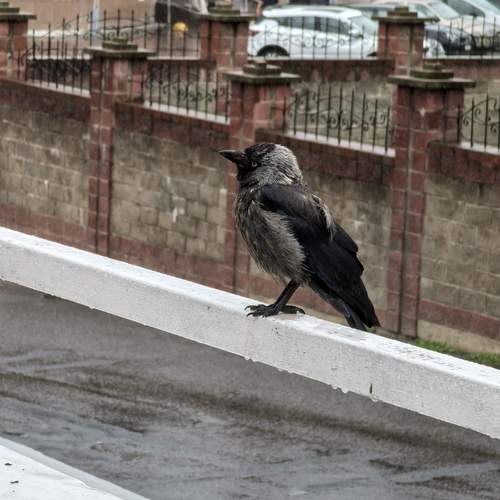 Photo #13689511