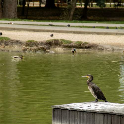 Photo #13689519