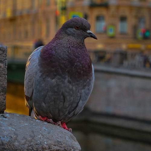 Photo #13689554