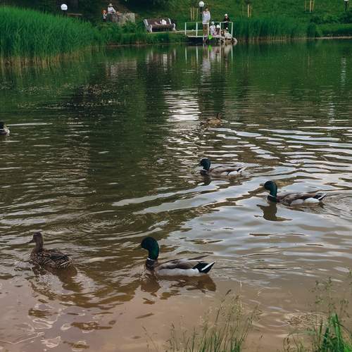 Photo #13689587
