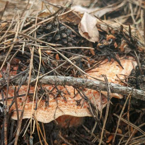 Photo #13689597