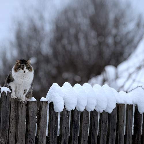 Photo #13689783