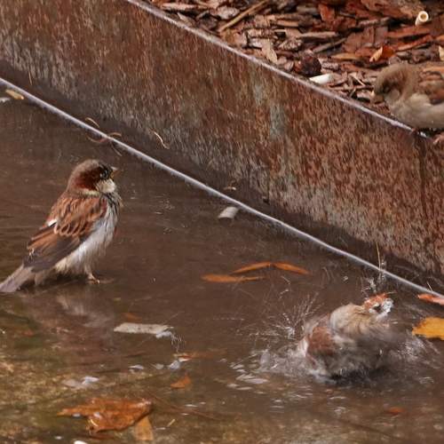 Photo #13689787