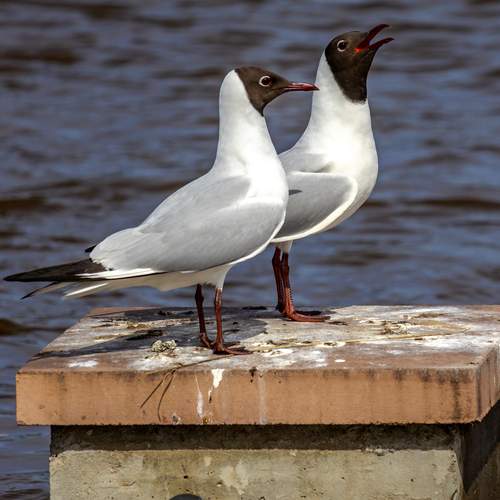 Photo #13689793