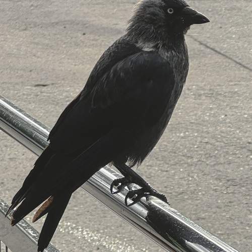 Photo #13689859