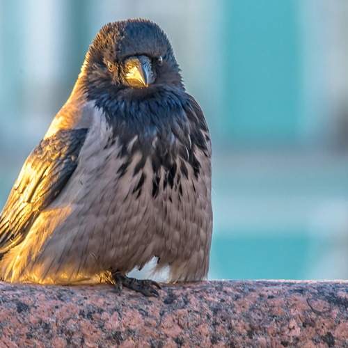 Photo #13689882