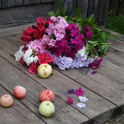 Photo #13689974