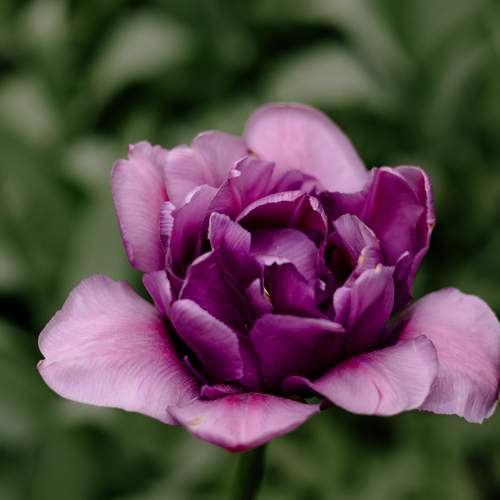 Photo #13690004