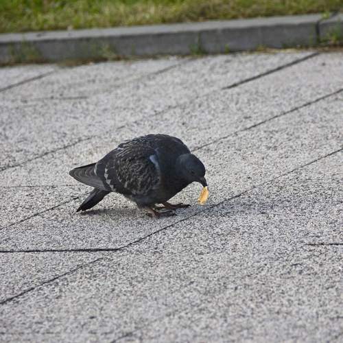 Photo #13690009
