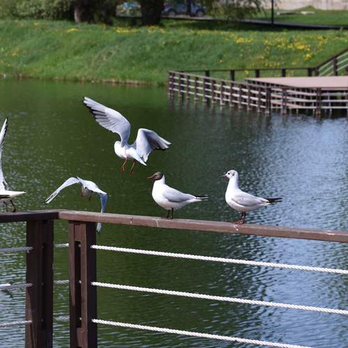 Photo #13690012