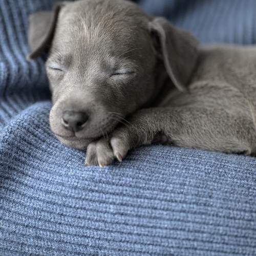 Photo #13690047