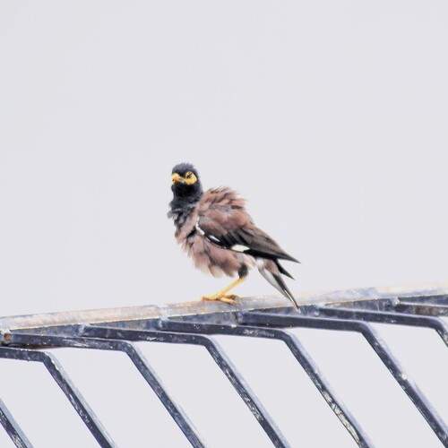 Photo #13690053