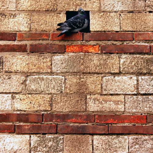 Photo #13690107
