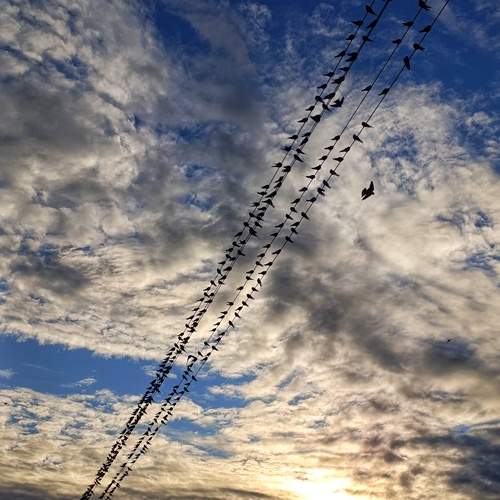 Photo #13690115