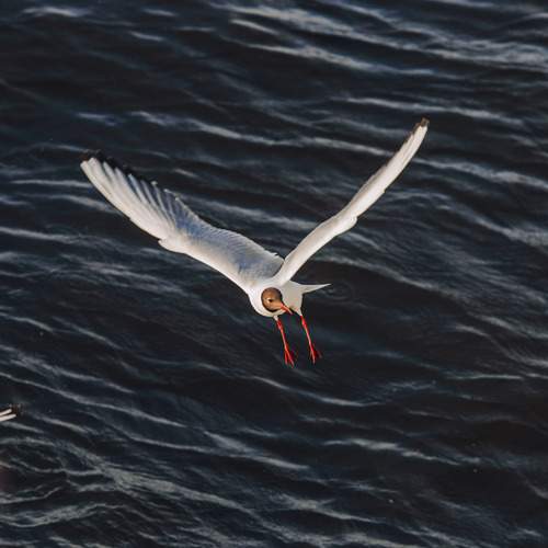 Photo #13690160