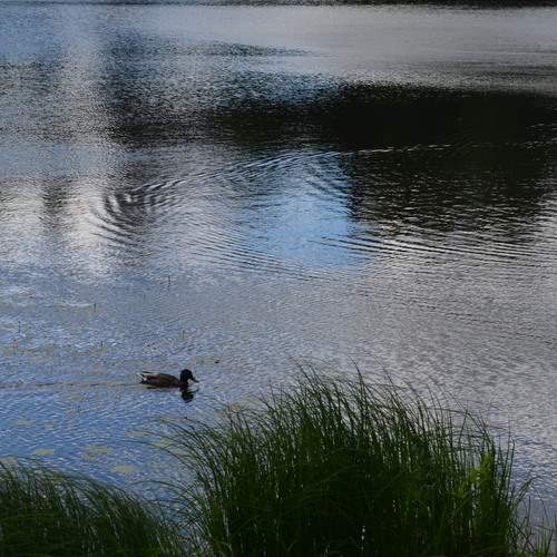 Photo #13690196