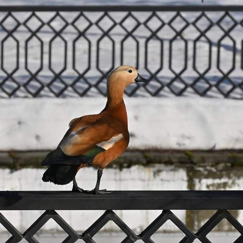 Photo #13690256