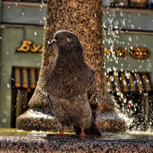 Photo #13690258