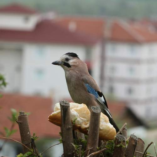 Photo #13690269