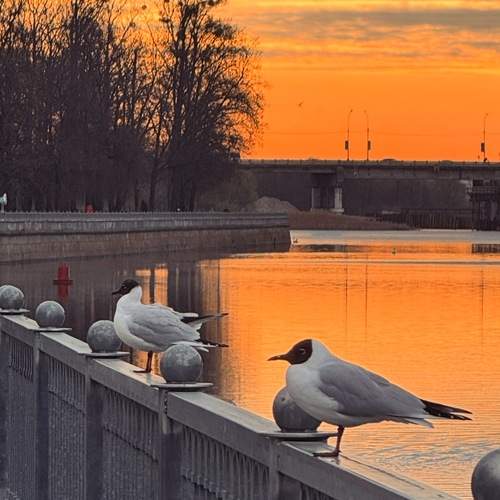 Photo #13690315