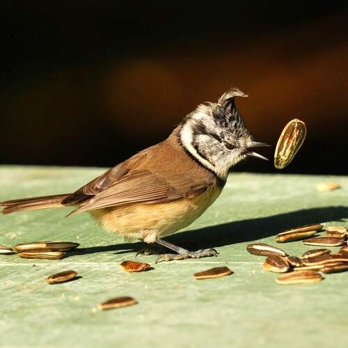 Photo #13690317