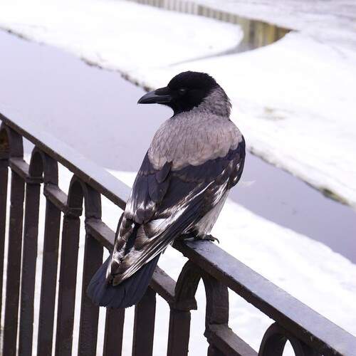 Photo #13690321