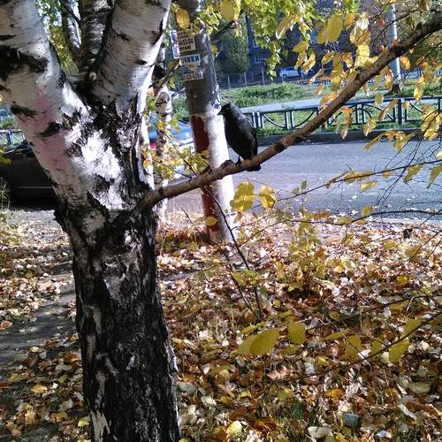 Photo #13690360