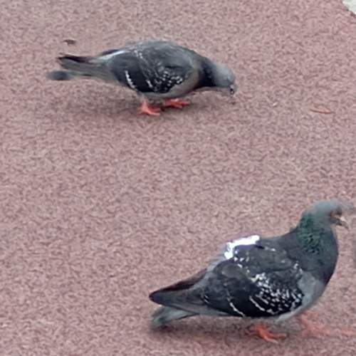 Photo #13690361