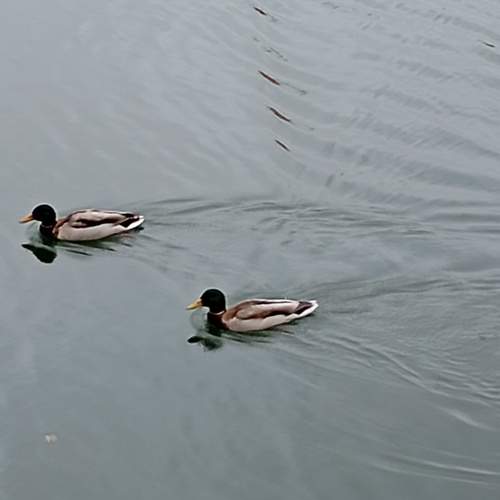 Photo #13690362