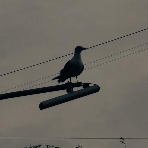 Photo #13690431