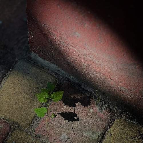 Photo #13690437