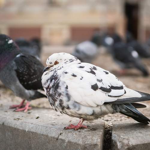Photo #13690455