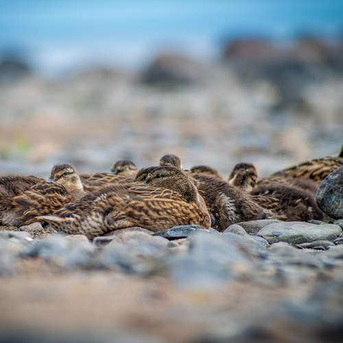 Photo #13690550