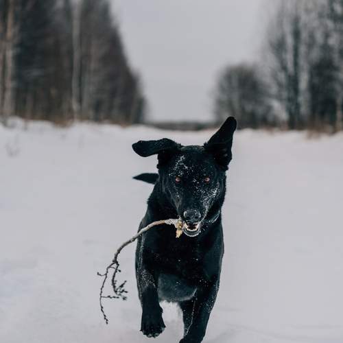 Photo #13690555