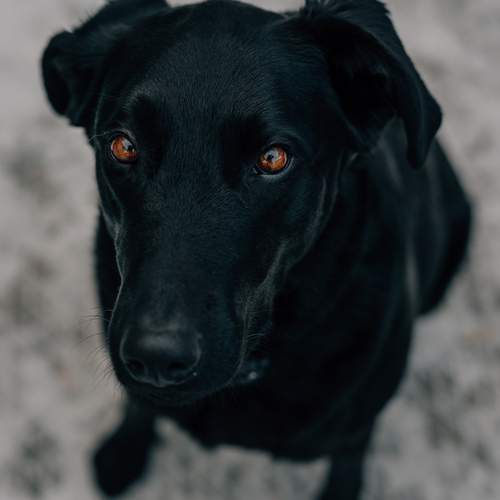 Photo #13690556