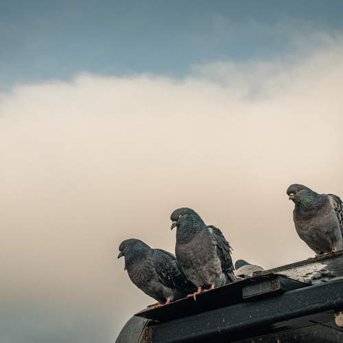 Photo #13690599