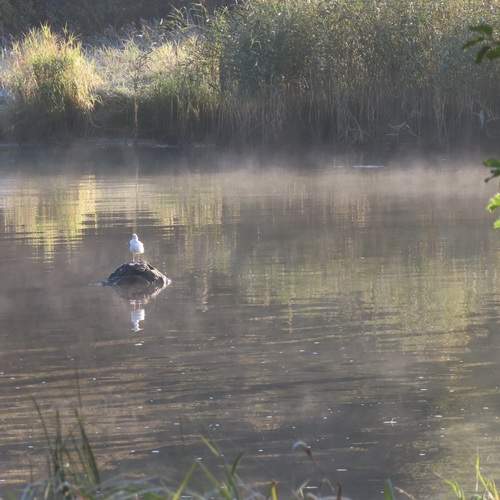 Photo #13690614