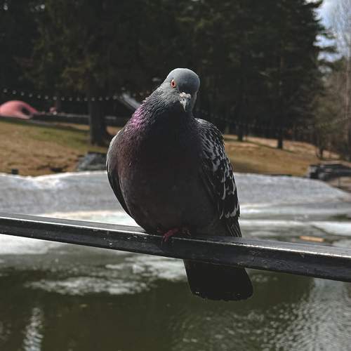 Photo #13690615