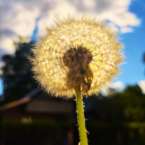 Photo #13690732